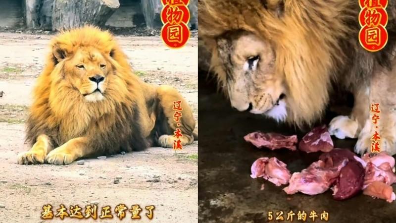 辽宁一狮子瘦成纸片引热议，真相让人鼻酸
最近这段时间，辽宁本溪动植物园的一段短视