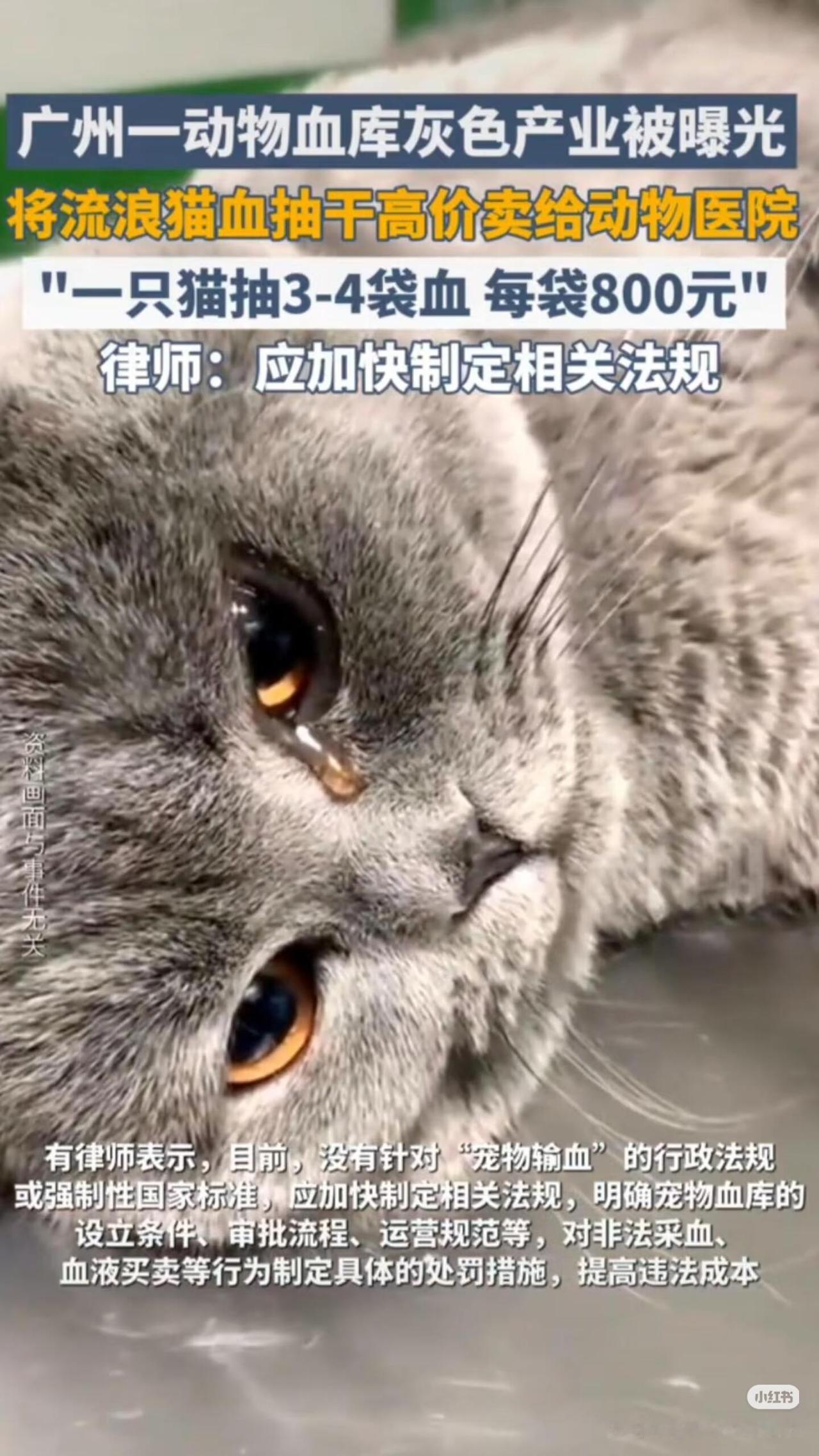看完这个新闻真是气得手抖。广州那边曝光了一个黑心的“猫咪血库”，简直不把猫当命看