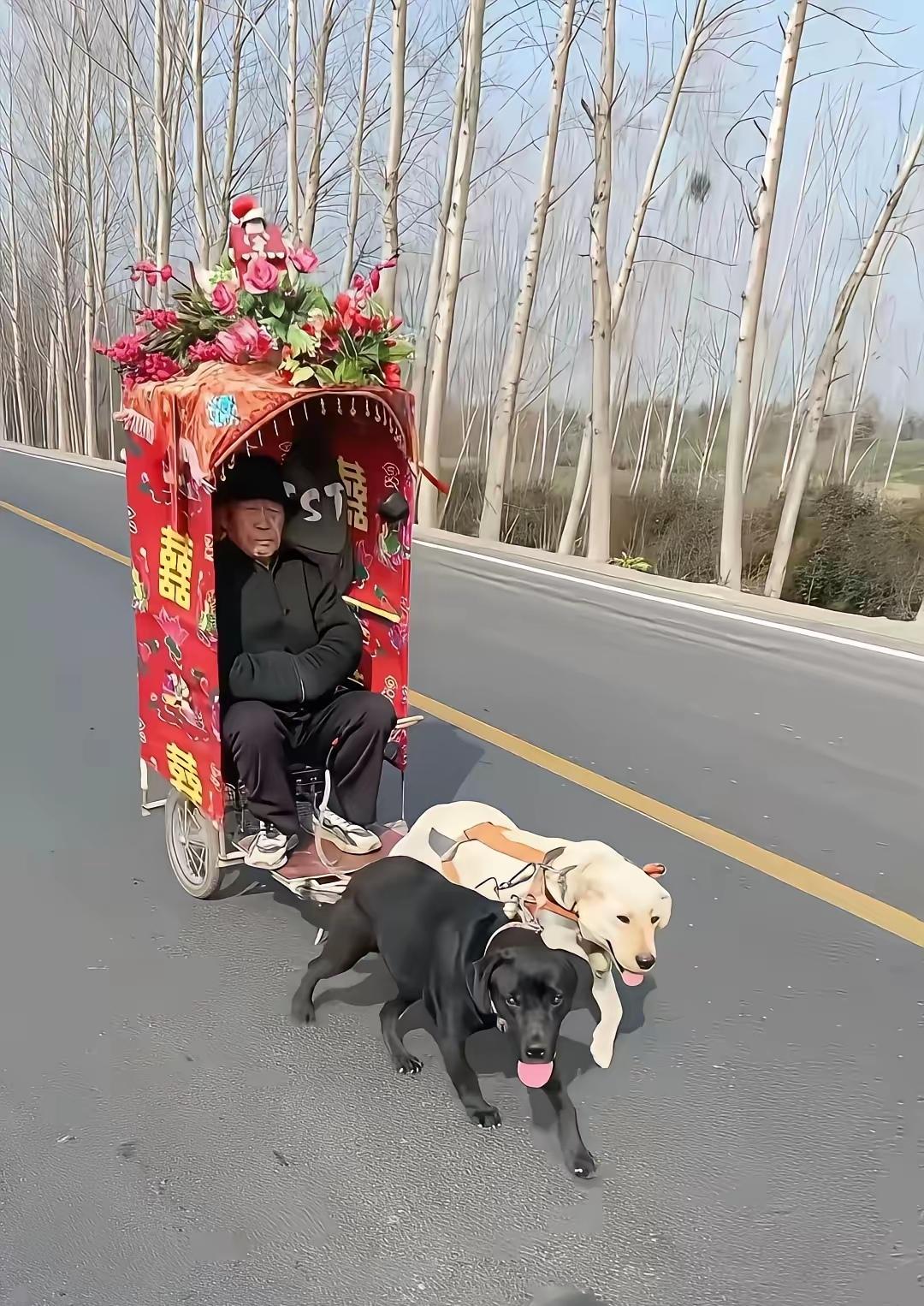 你见过老人出门买菜拉着狗的吗？不是狗遛人，而是人“遛”狗，这画面是不是既新奇又有