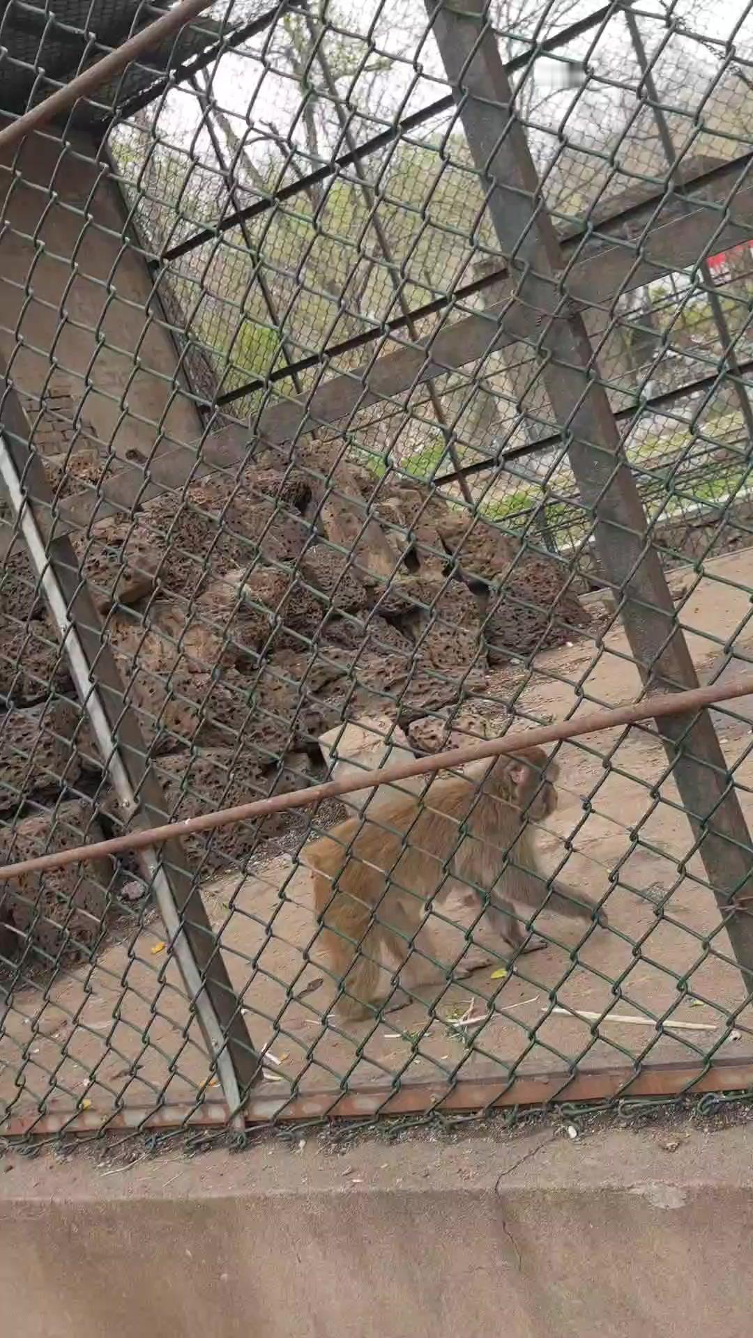 瓦房店某动物园里的猴子腚红得发亮，近距离看简直像小灯笼，好奇它们的屁股为啥这么特