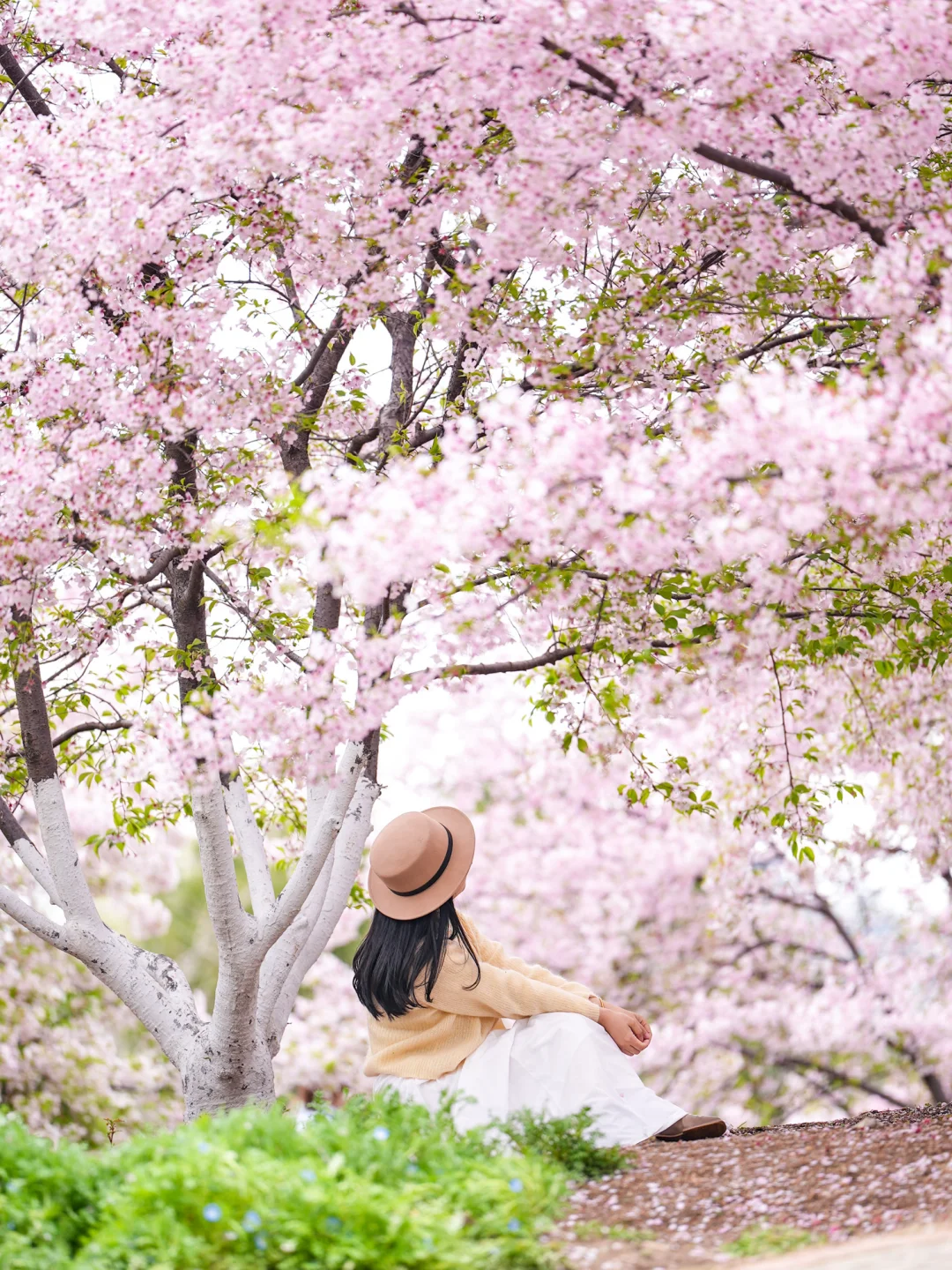 赏樱天花板见花不见叶❗️植物园早樱开爆了