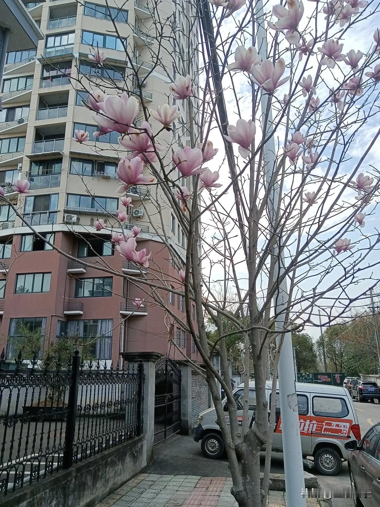 让人心醉的花儿 花儿确实有着让人心醉的魔力。像樱花在蓝天下盛开，那一片粉白就像天