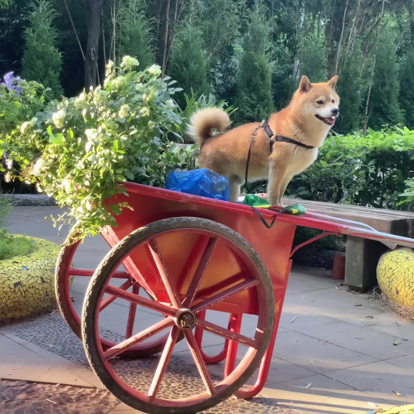 欢迎来到我的庄园 来财的新家，看上去很高兴的样子