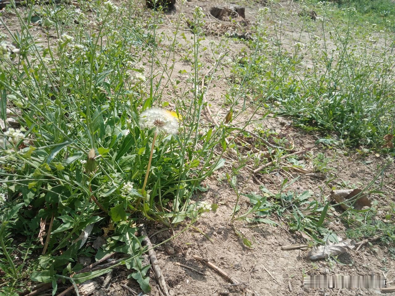 老农谚
三月怕初三
三月三上巳节，深夜不要室处歇
三月三阴气盛，春寒能要人的命