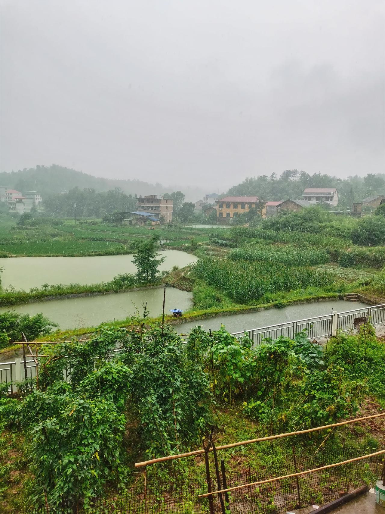 雨水为万物生长提供了源泉，万物生机勃勃，也淋湿了我满腔愁绪，生活的困苦，让我的心