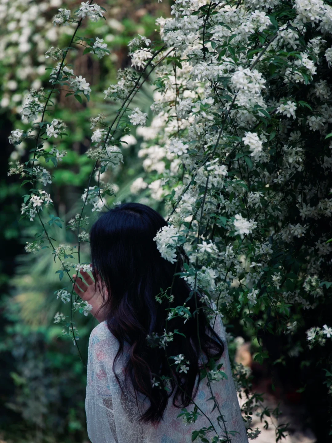 成都七里香本周迎来最佳观赏期🔥附打卡点位