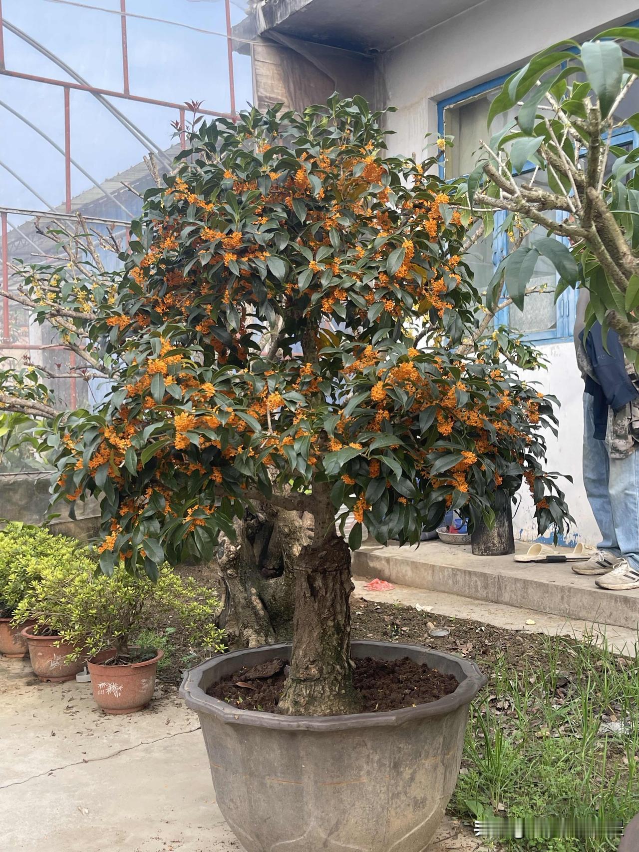 你喜欢桂花的哪种品种老金桂，沉香桂，朱砂，软叶丹，柳叶银桂，早银桂，老月桂，日香