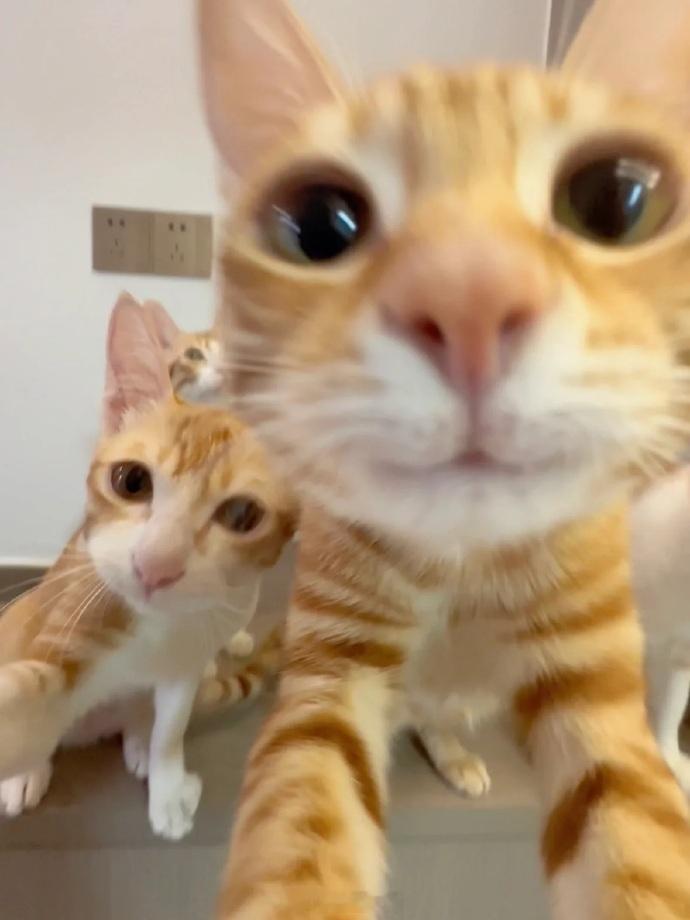 全世界最可爱的小猫诞生了 ​​​