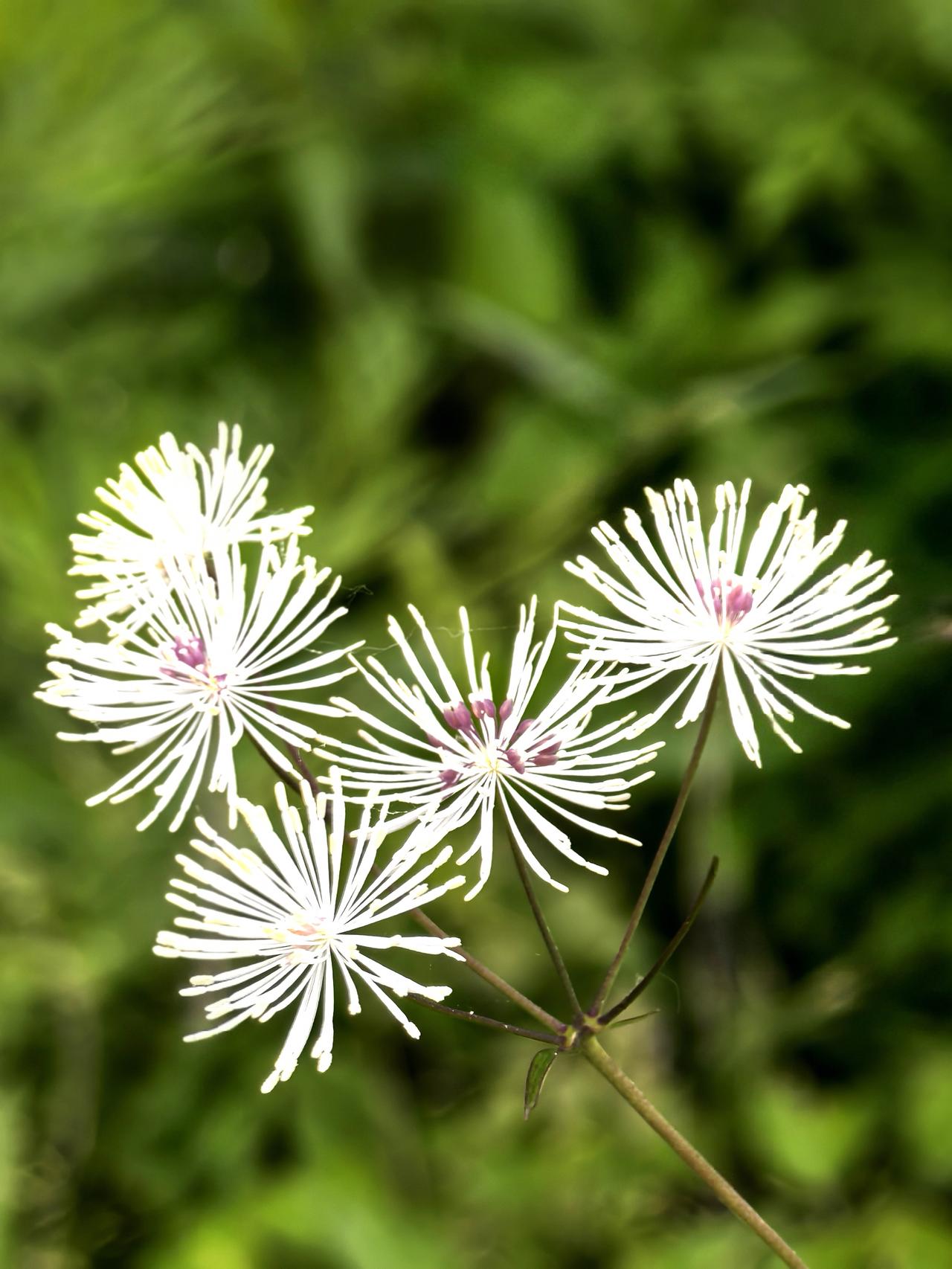 瓣蕊唐松草花，是我家乡初夏时开放的野花。是唐松草属家族中的一员，叶子长的像山野菜