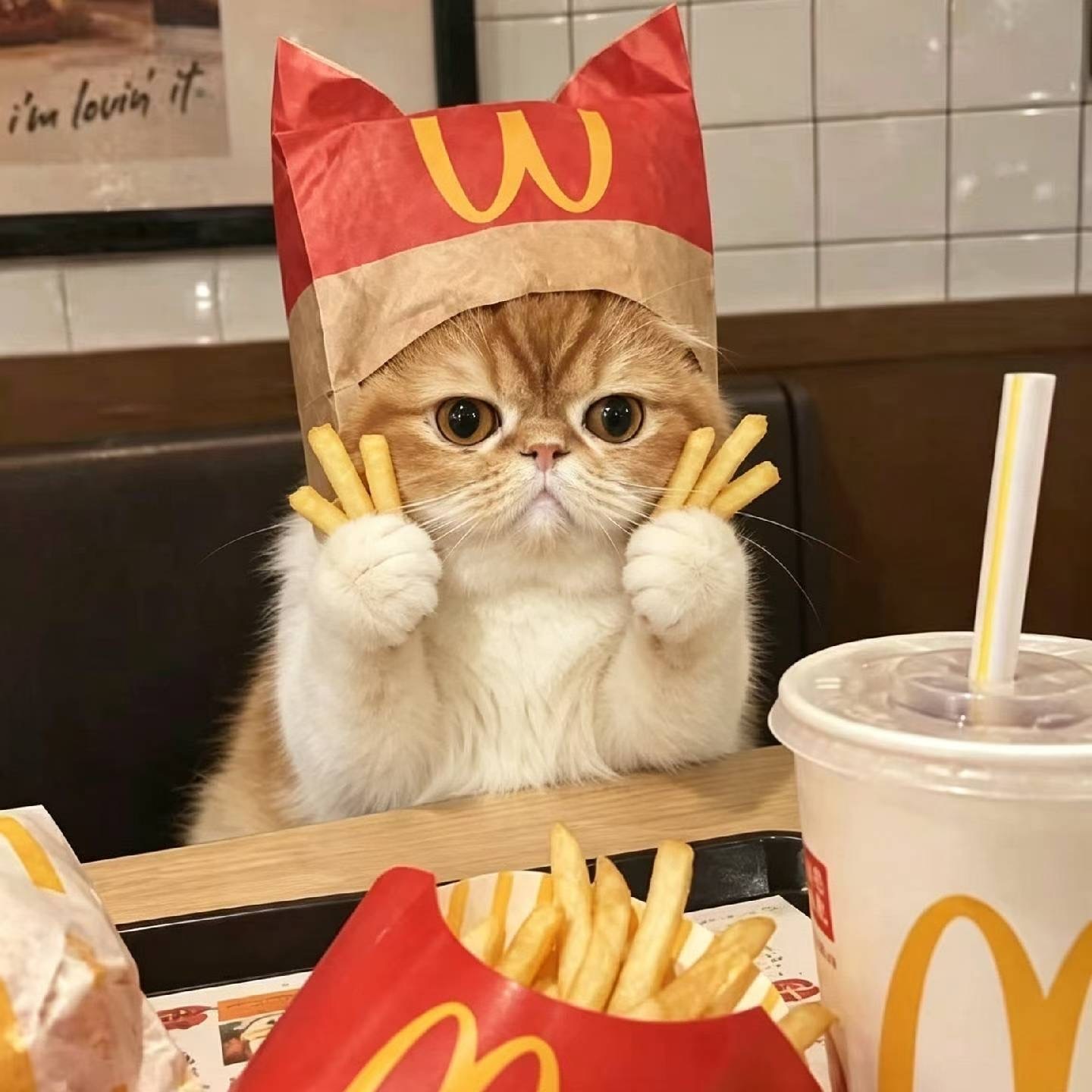 几个人暴揍臭豆包的成果，终于把猫弄成满意的图了 ​​​