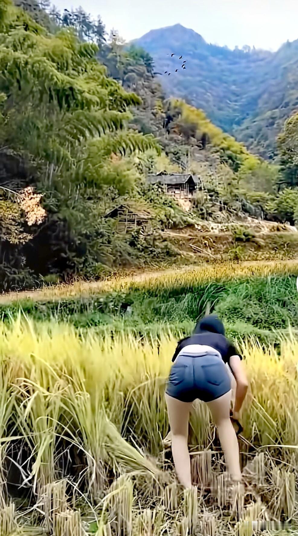 前阵子回浙西山里老家随手拍的一张图，现在翻出来看还是觉得戳人。
穿蓝布衫的姑娘弯