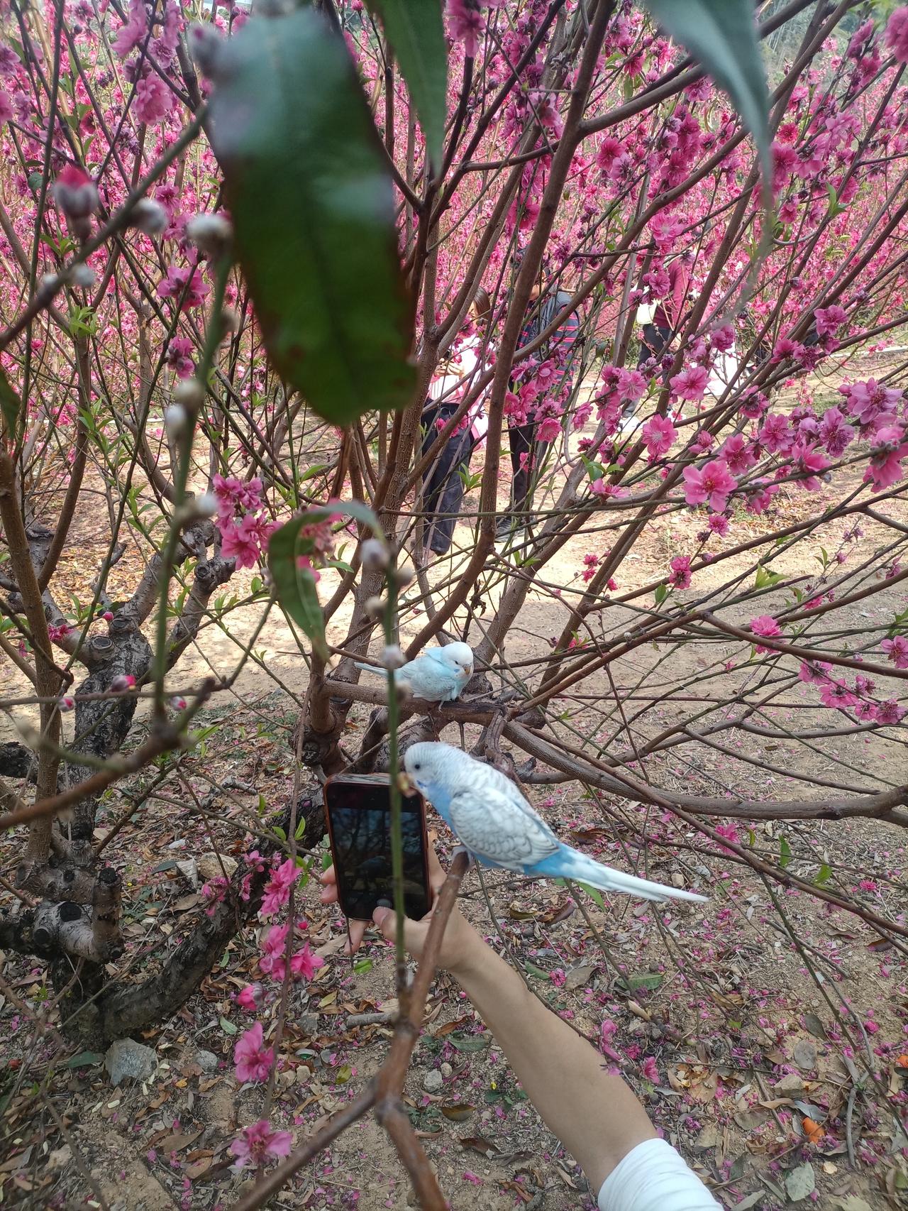 现在的鸟都被训化成宠物了，你把鸟放在树枝上，无论你怎样动它，在它面前怎样拍照它，