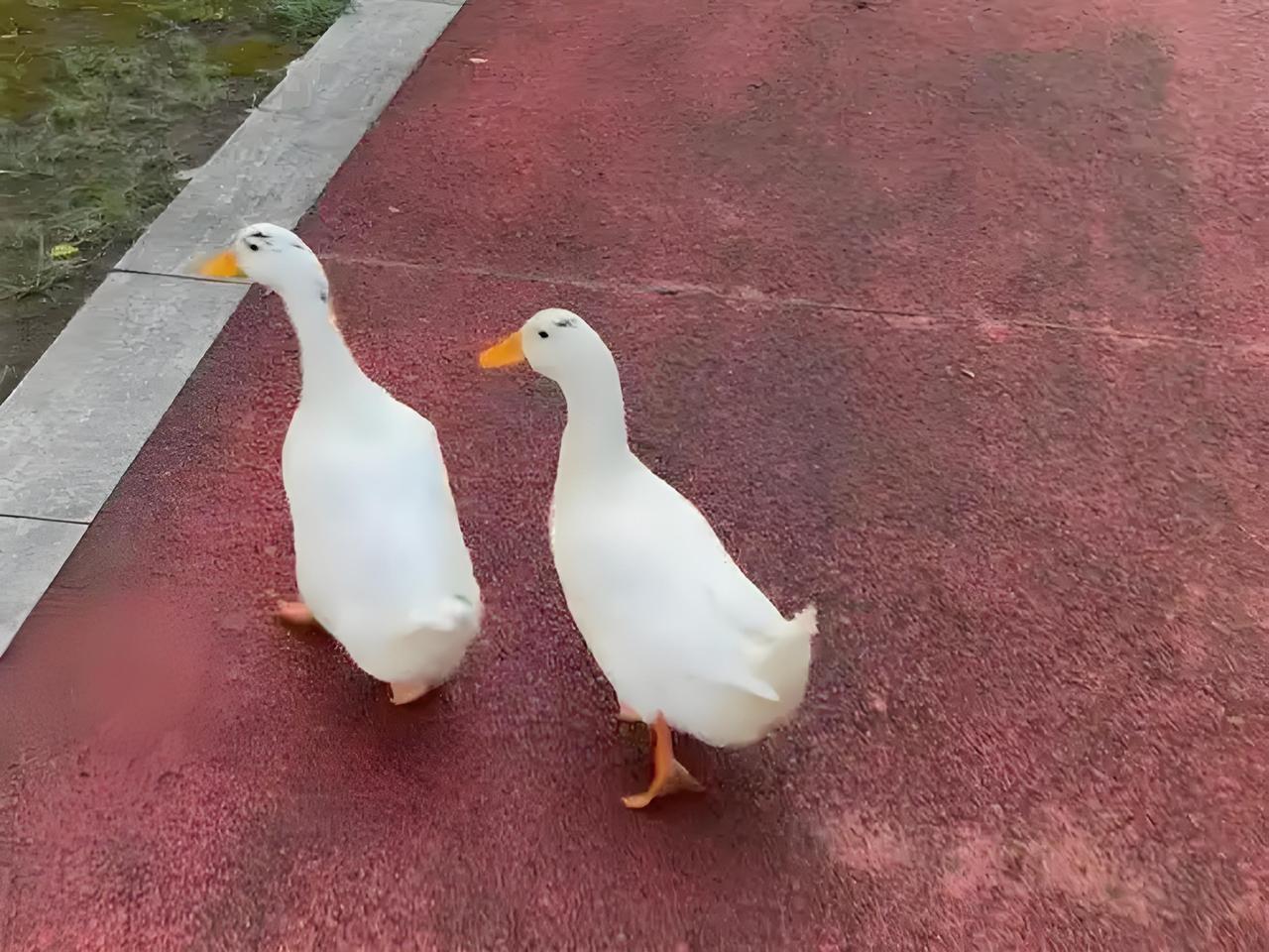 公园鸭子被偷吃，两男子被行拘5日！网友：偷啥都违法，别拿不值钱当借口。
 
广东