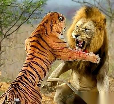 有时候翻到一些老故事，真能把人气笑。
话说当年，那帮人非要证明狮子才是老大。
就