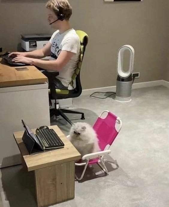 如果你的同事是猫猫[憧憬] ​​​
