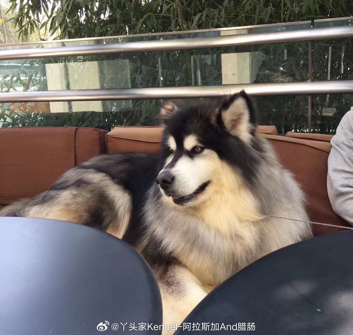每一次多年前的客户跟我讲 “狗狗走了！”那一刻 我先是安慰他们 接着就会陷入一段