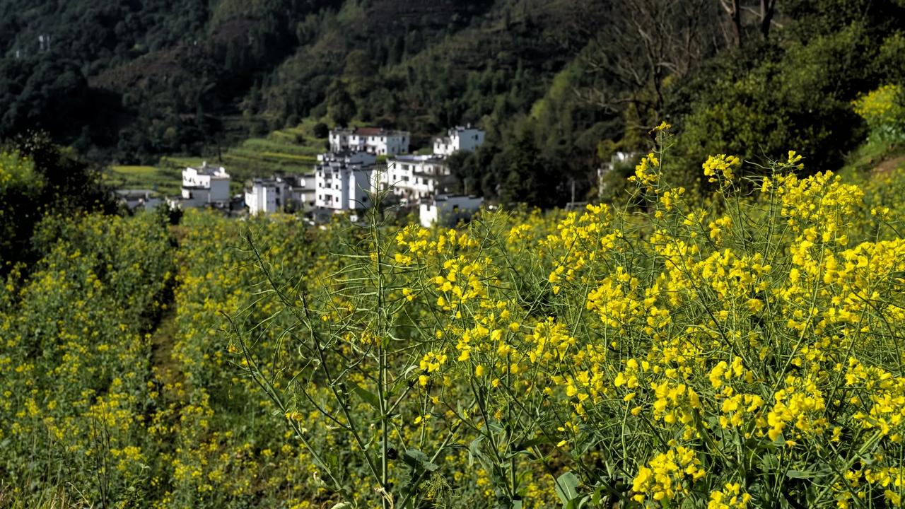 居于一方村舍，四周围绕菜花黄。晨曦微露，鸟语花香，清风拂面，绿意盎然。无车马之喧