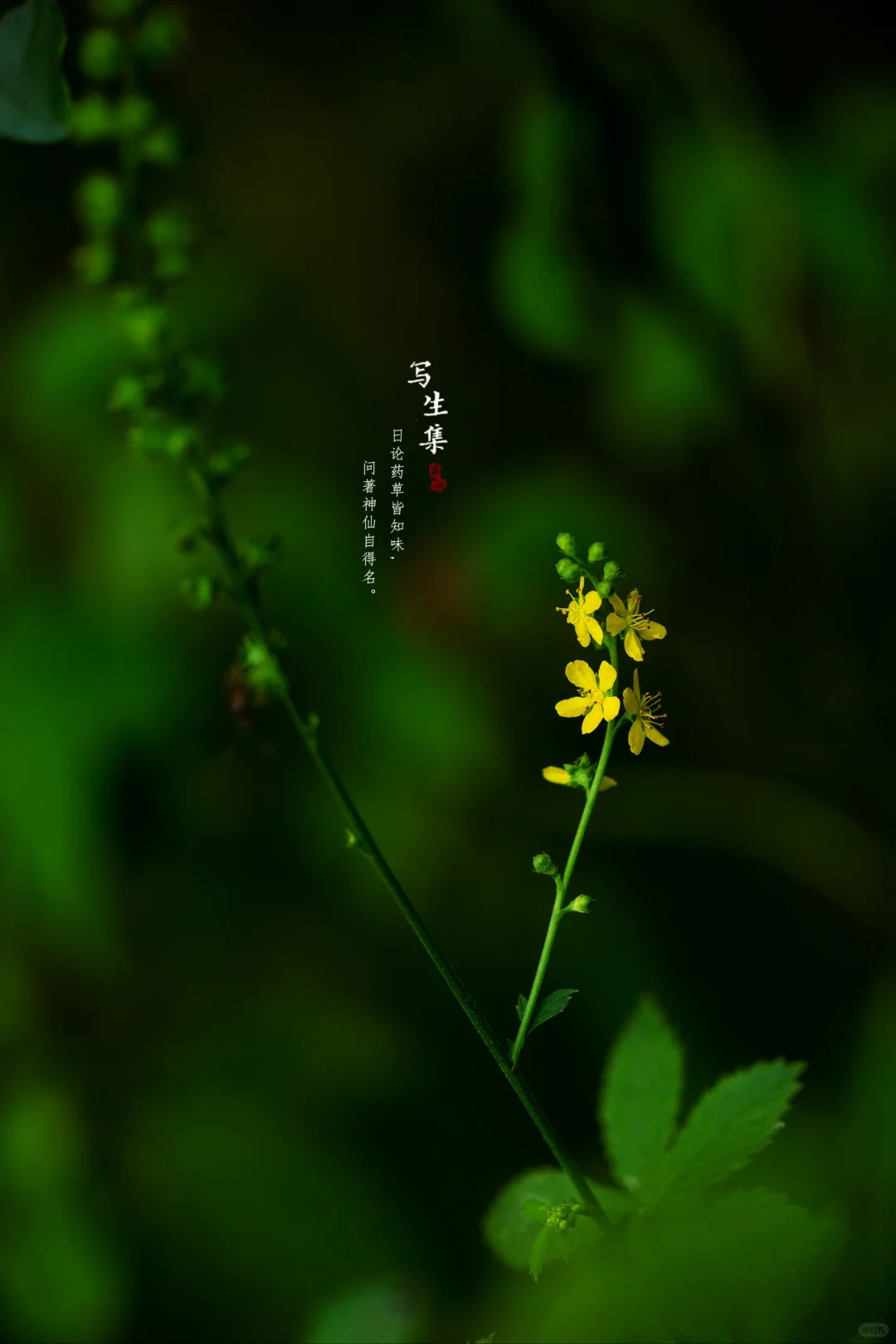 龙芽草