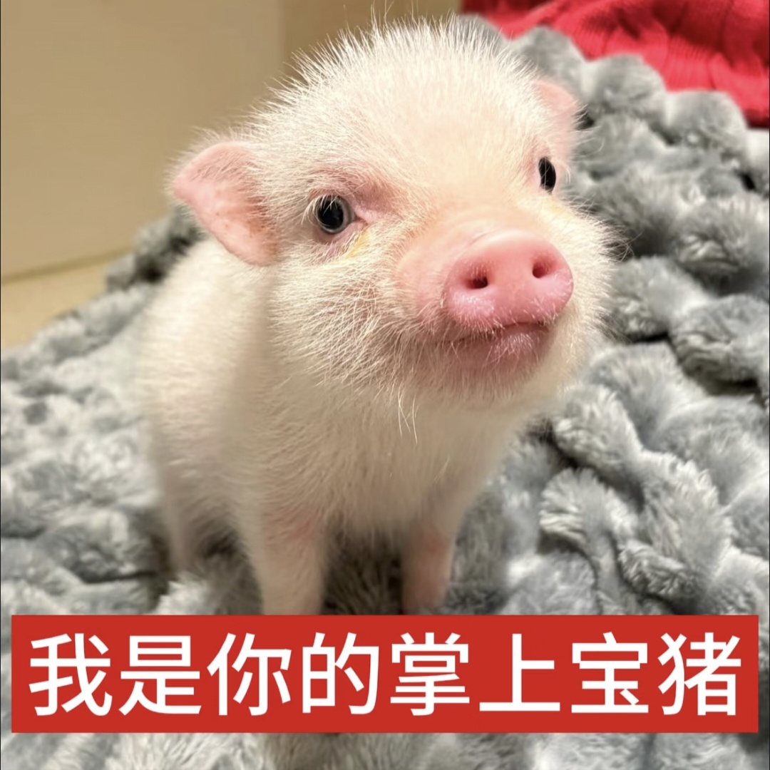 有没有暗恋我的但不是我互关的还不嫌弃我的营销号属性的 我回关几个 主包不是高冷主