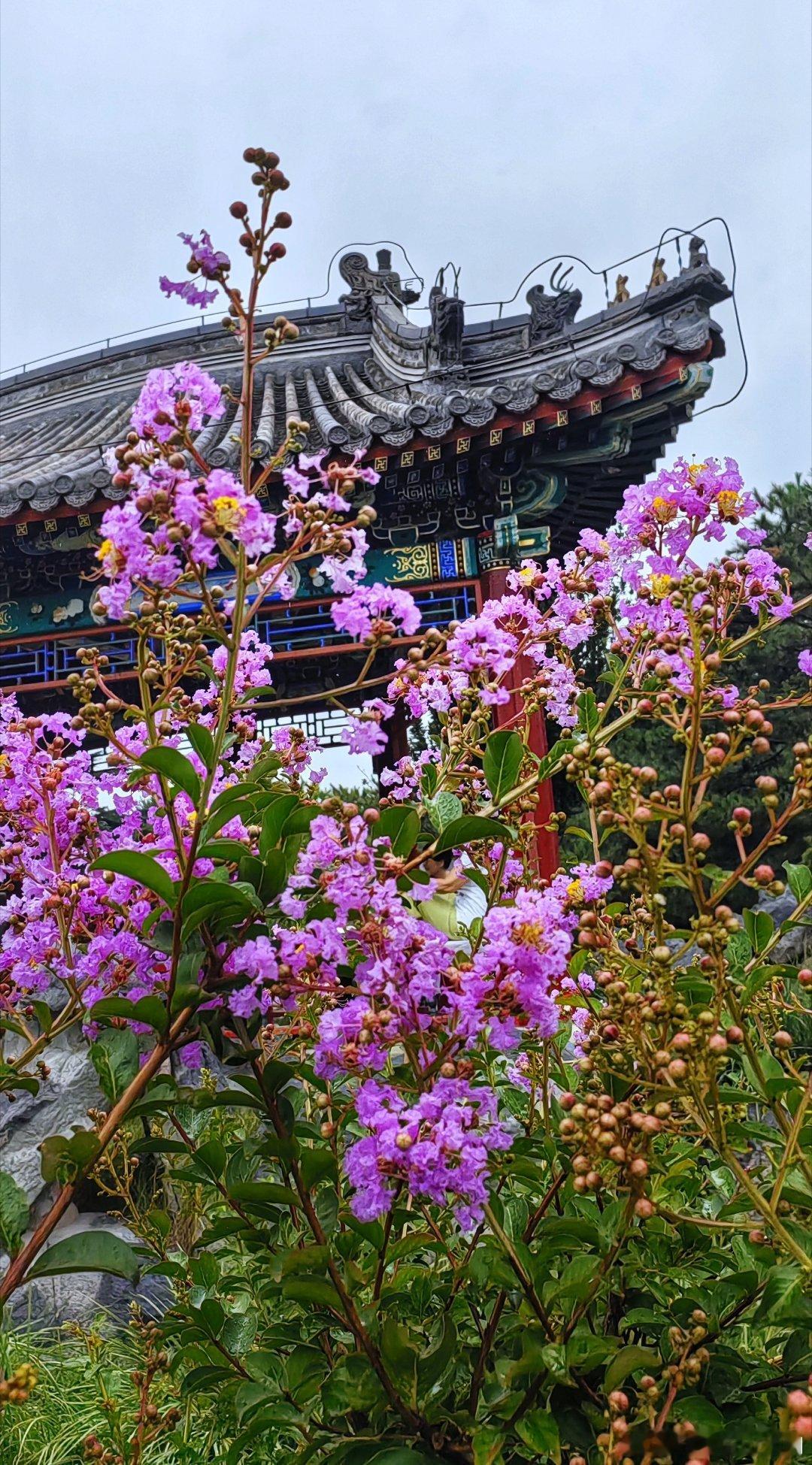 天坛双环亭紫薇花开2024.7.2摄影​​​