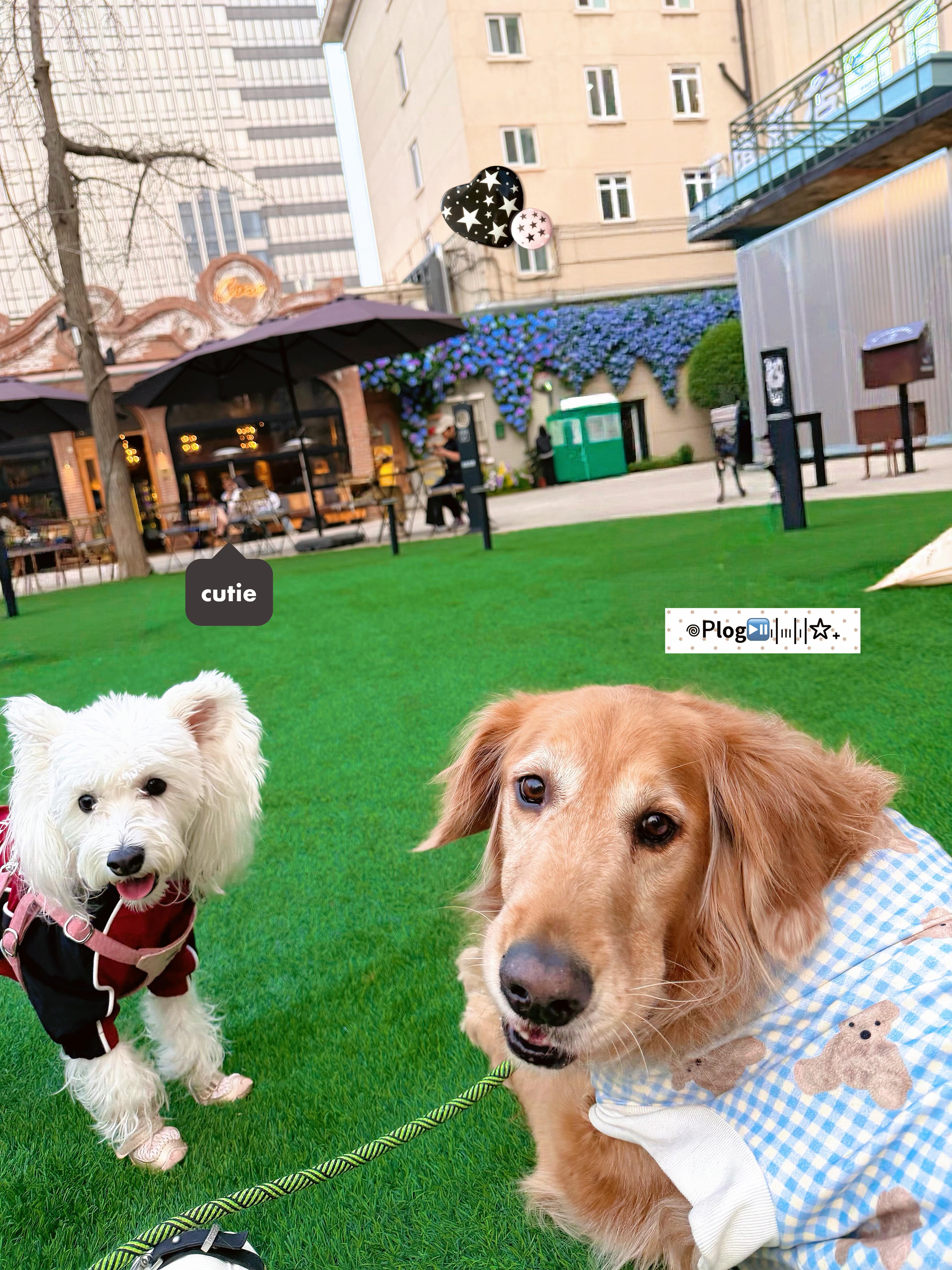 王九龙“开春遛狗” 