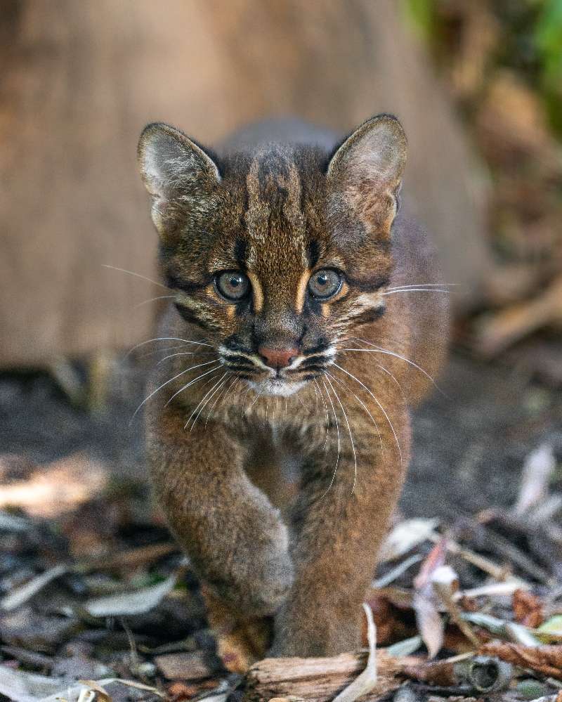 一只长得超级标致的雄性金猫崽崽！才3个月大~叫Mirza~【ins：aidans
