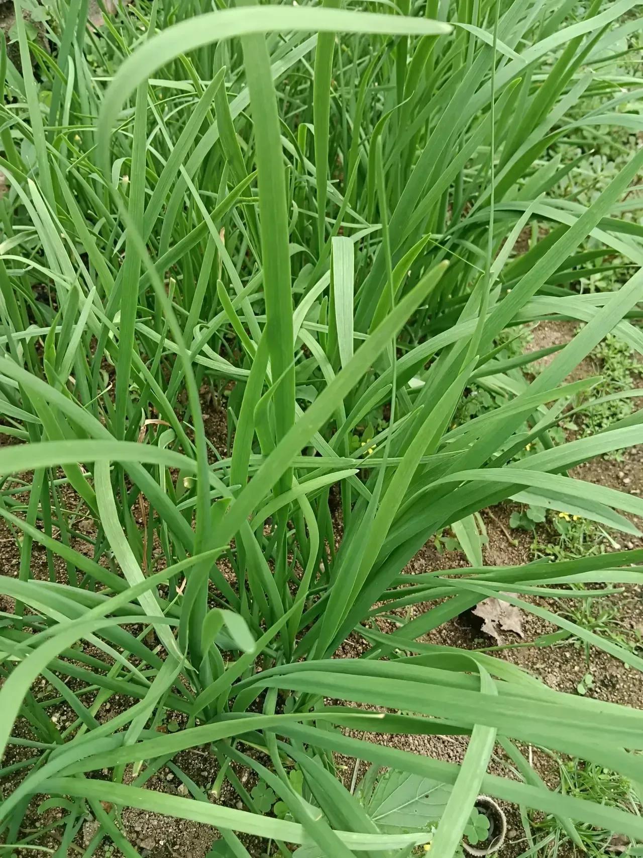 每年因为割韭菜，和我婆婆都闹不和。

我婆婆就这样，我是吃韭菜，想什么时候吃就什