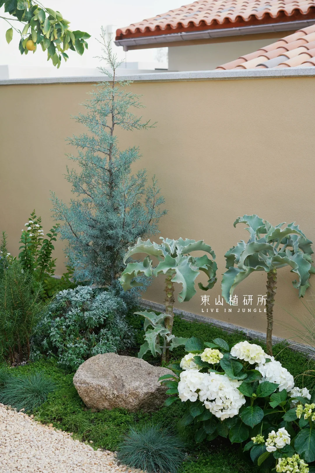 蓝白灰冷色系植物搭配｜将“清冷感”种进庭院