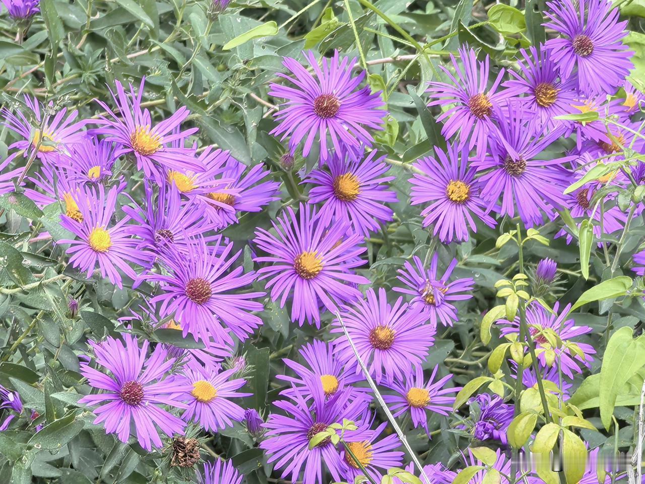 菊——分别拍摄于颐和园、国家植物园