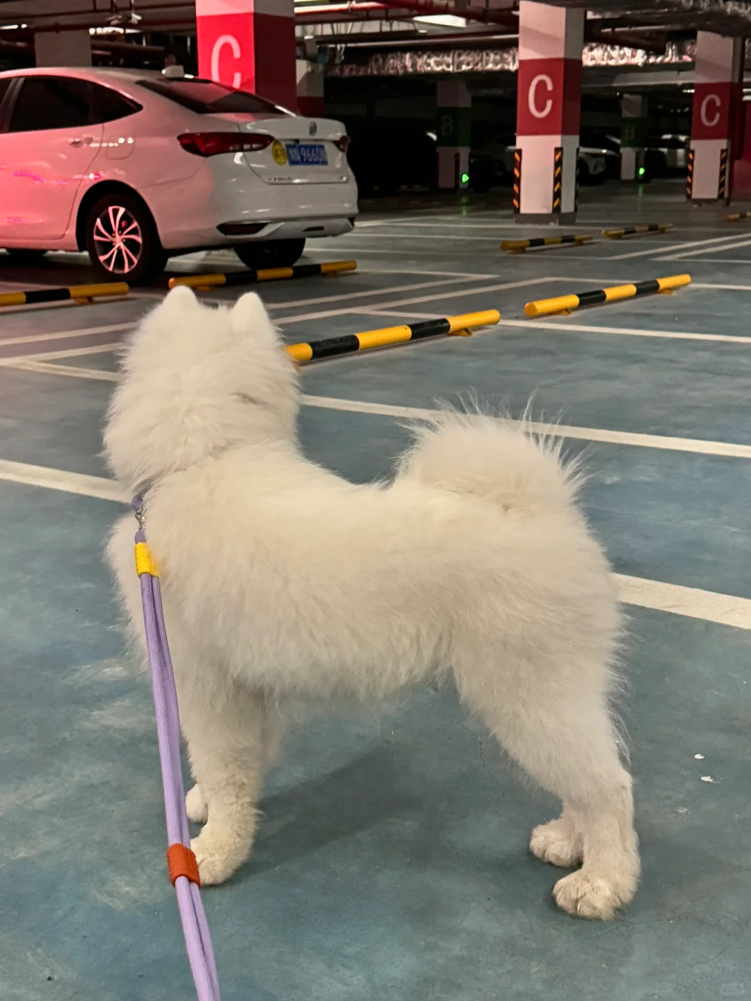 小狗狗背影大赛❗️