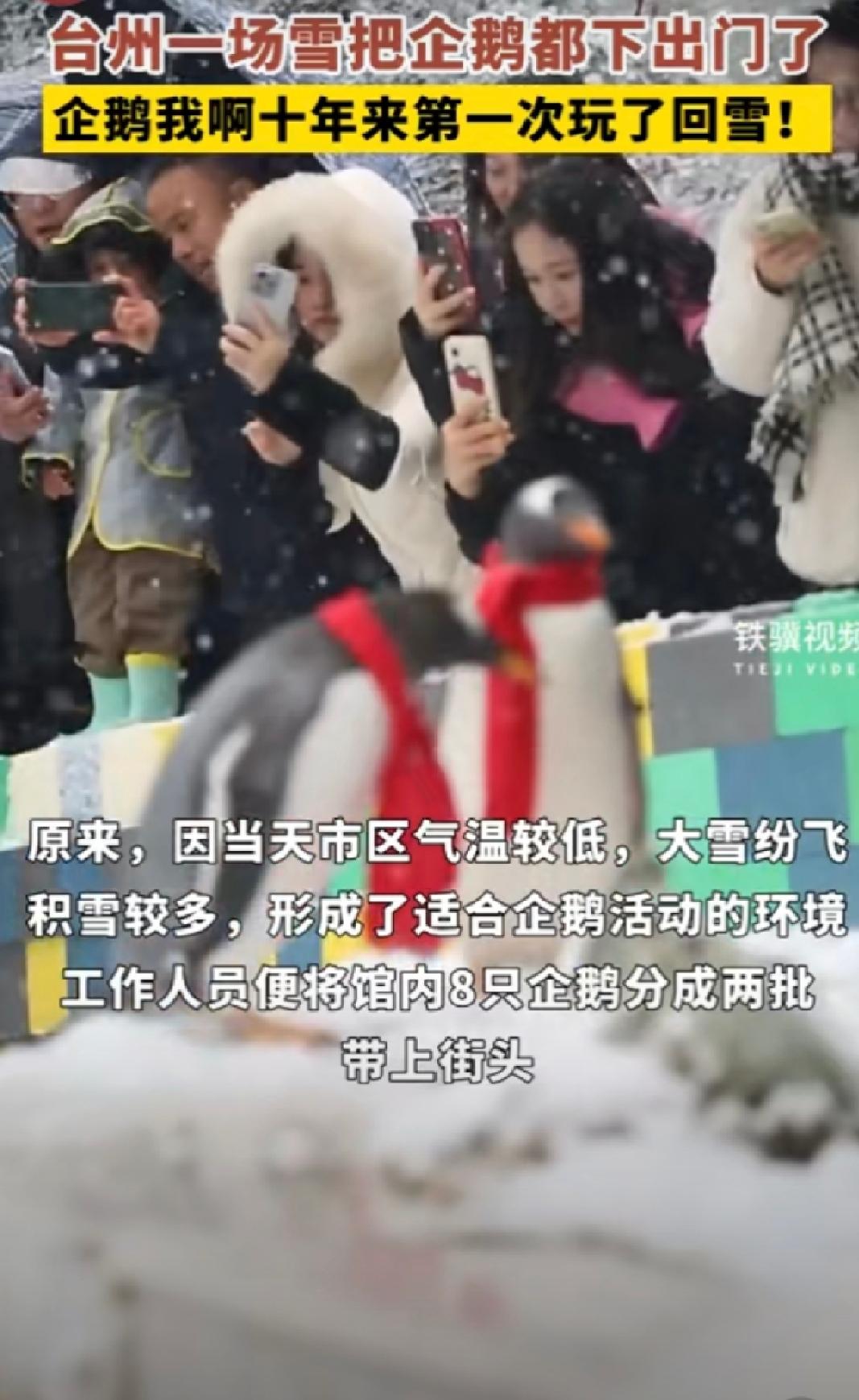 #台州一场雪把企鹅都下出门了#1月22日，浙江台州。台州海洋世界门前两对可爱的企