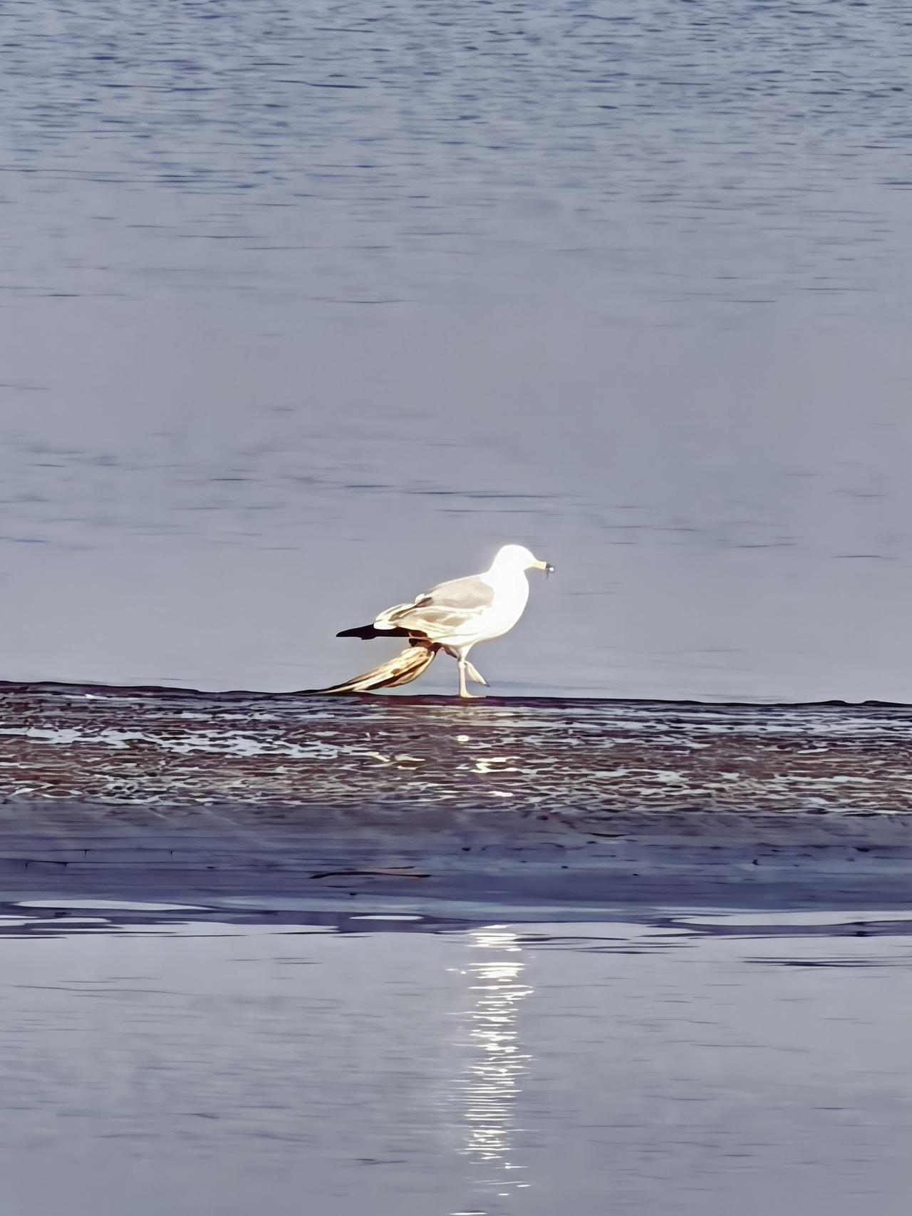 受伤的海鸥[祈祷][祈祷][祈祷]