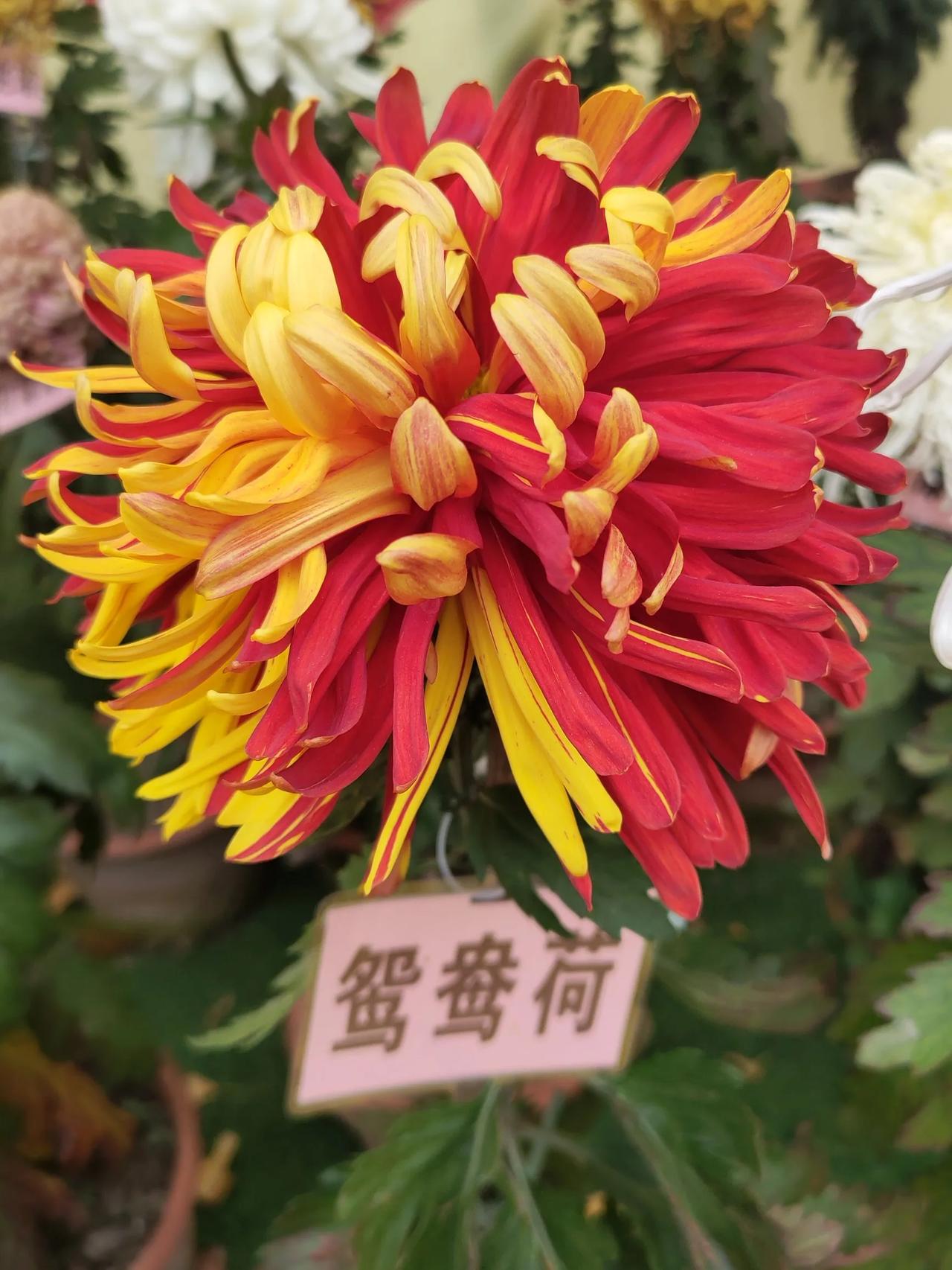 沙河市栾卸村菊花展#沙河随柏# 
#邢台#