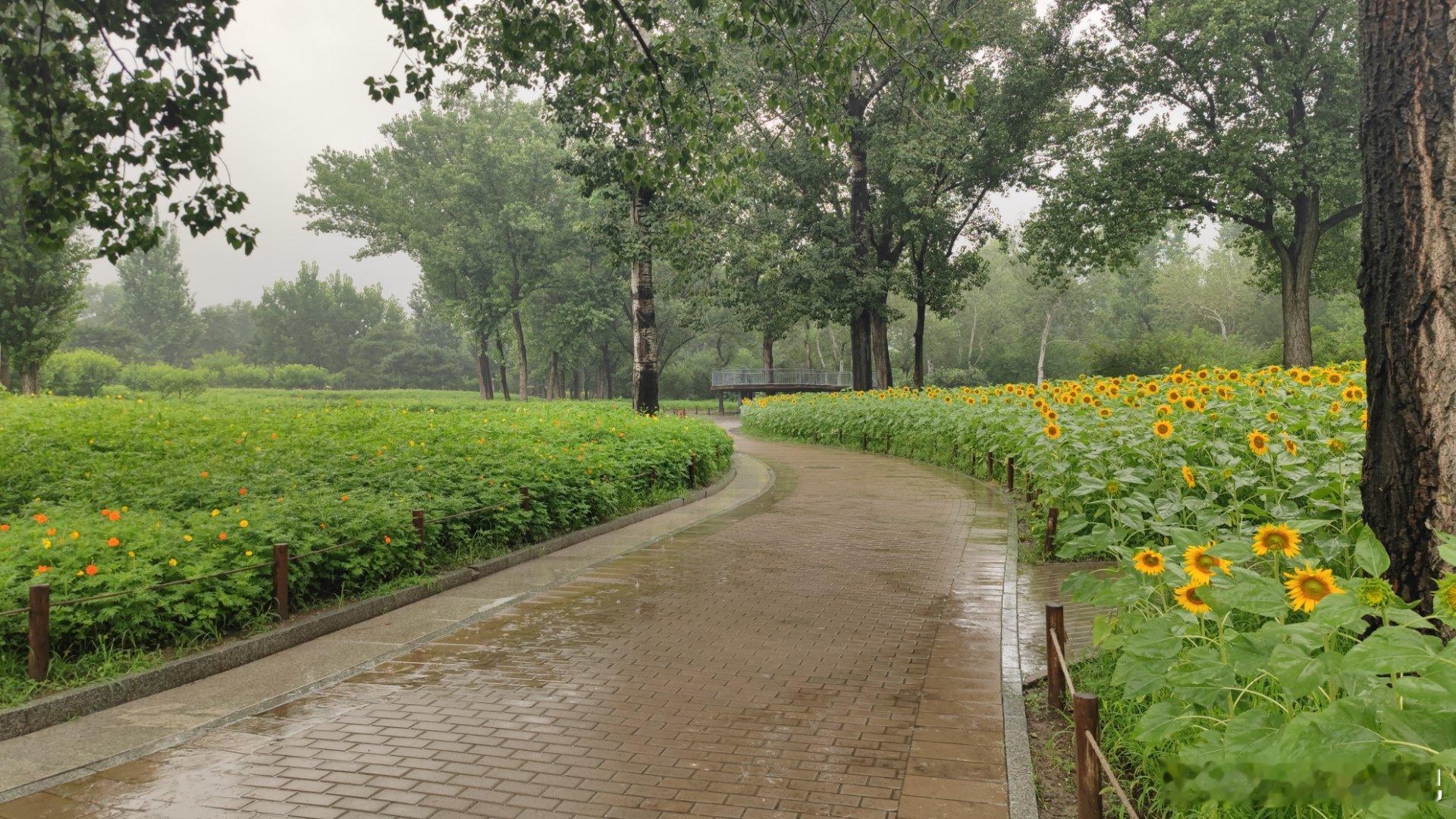 雨中的国家植物园向日葵🌻摄影​​​