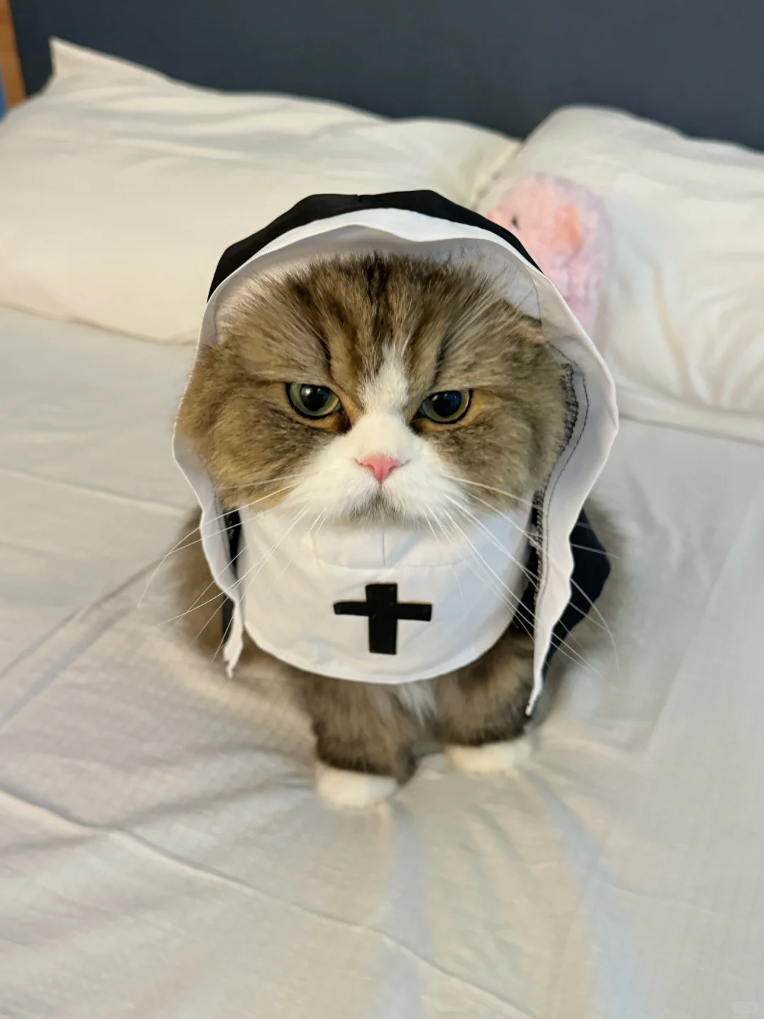 瑶一瑶修猫！！