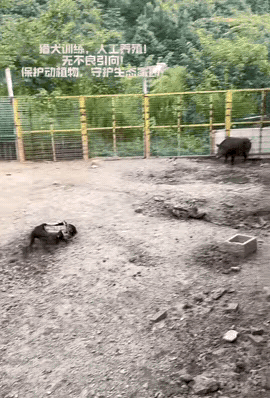 高估了自己实力