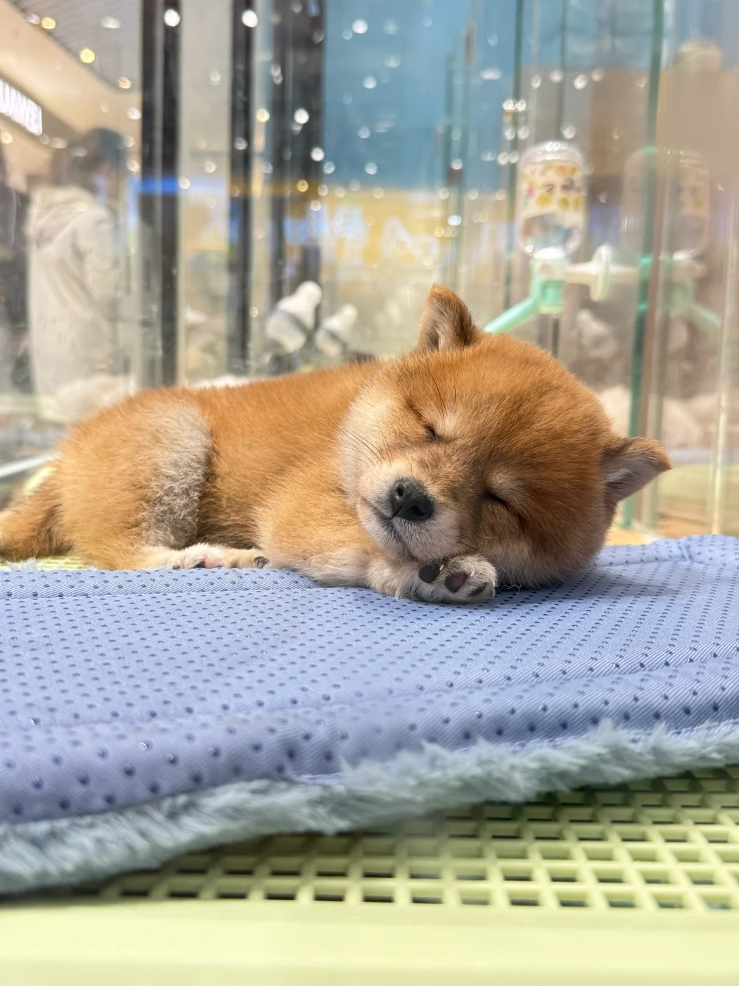 已经想象到了买走她的人会有多幸福