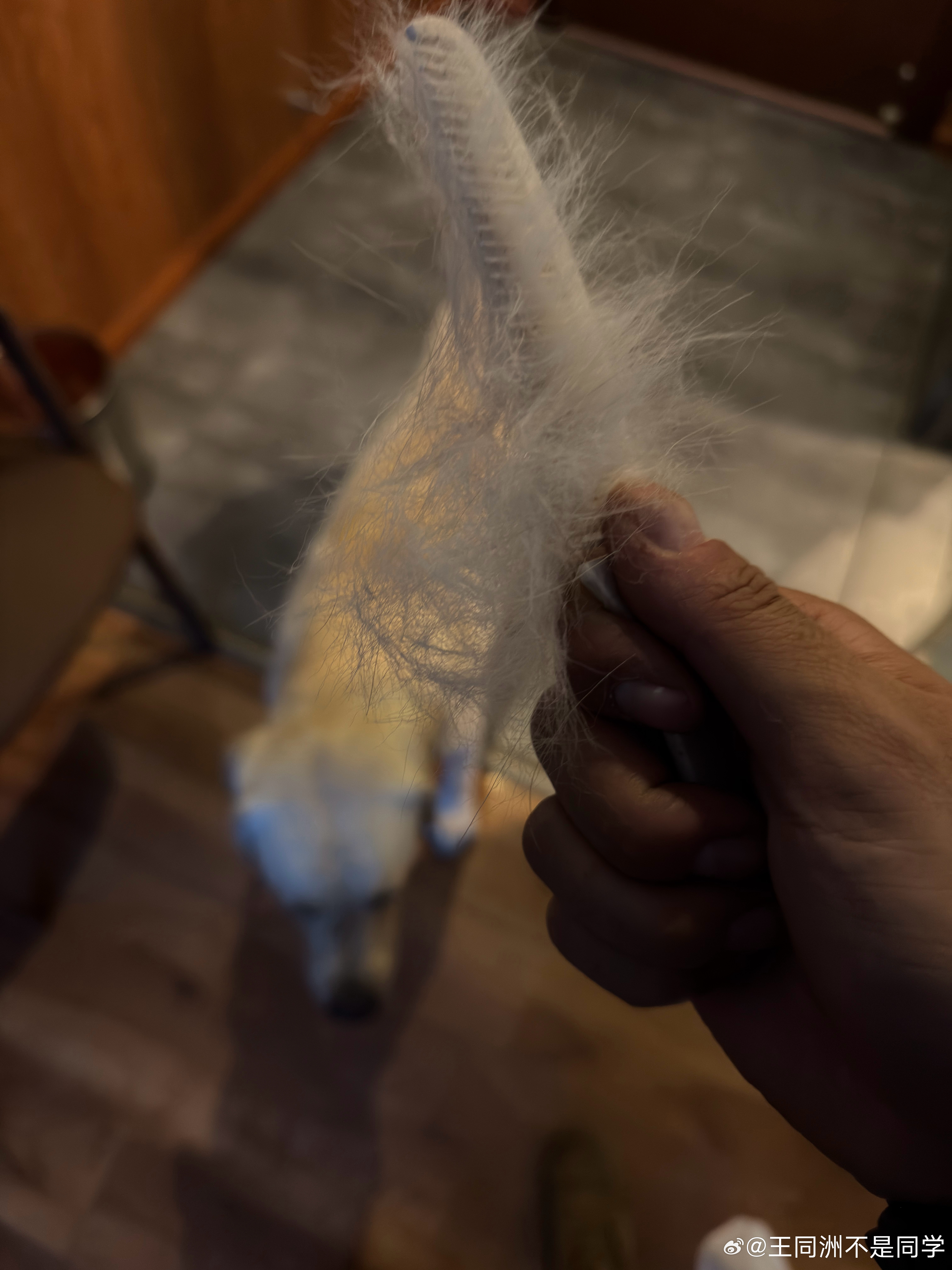 今天在朗县，明天去边境探索一下刚给托斯卡疏毛，可能大家有所不知：短毛的拉布拉多在