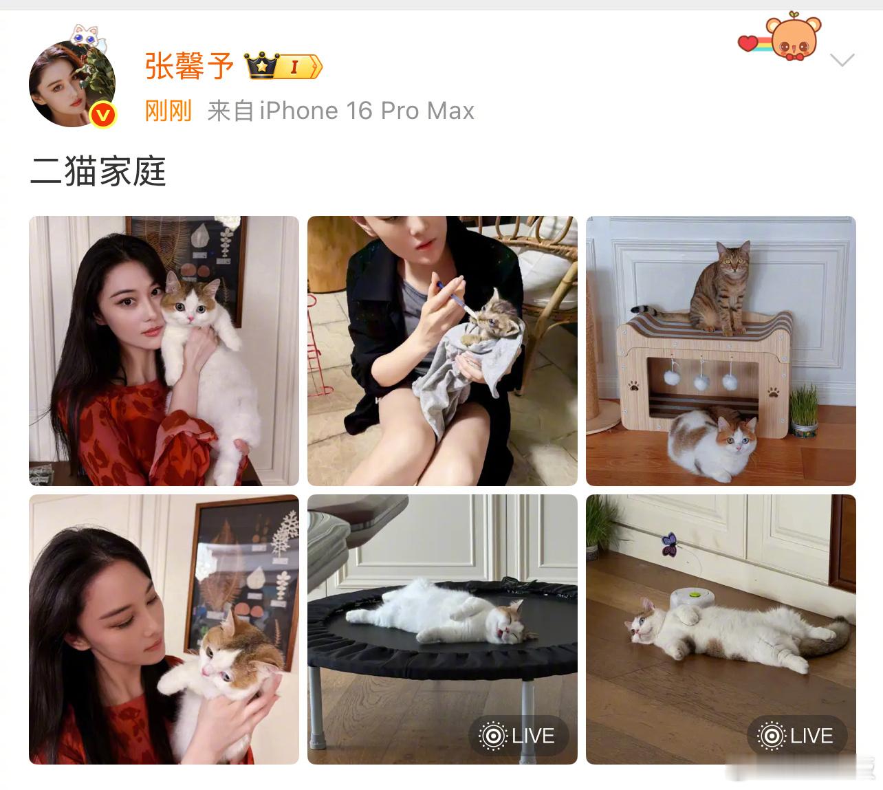 张馨予 二猫家庭 晒出自己的小猫，两只猫咪都好可爱！张馨予晒两只猫咪 ​​​
