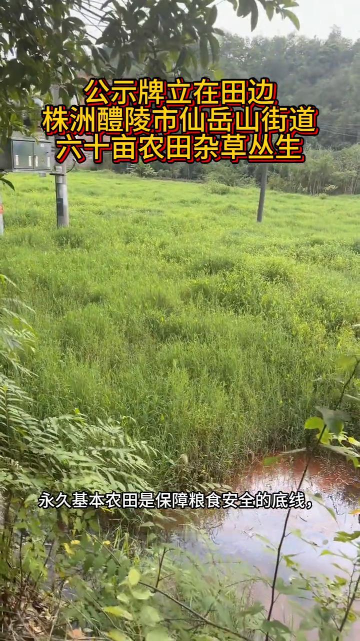 公示牌立在田边，株洲醴陵市仙岳山街道六十亩农田杂草丛生。
这里是株洲醴陵市仙岳山