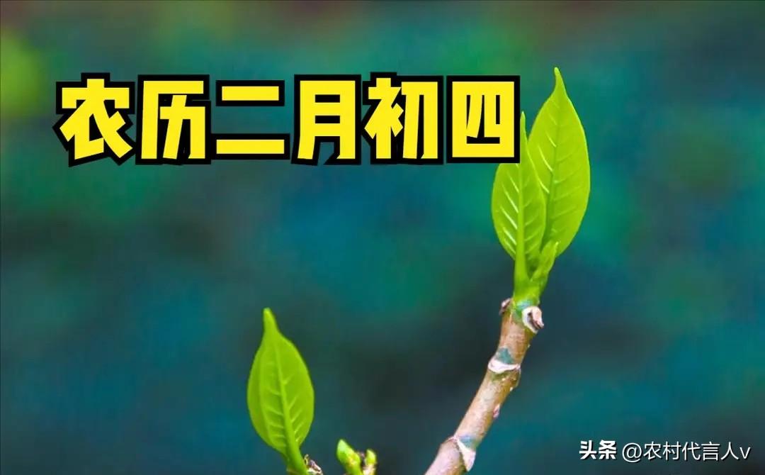 今日二月初四，记得“吃三样，做一事，忌一事”，老辈说：顺了这天，日子越过越红火。