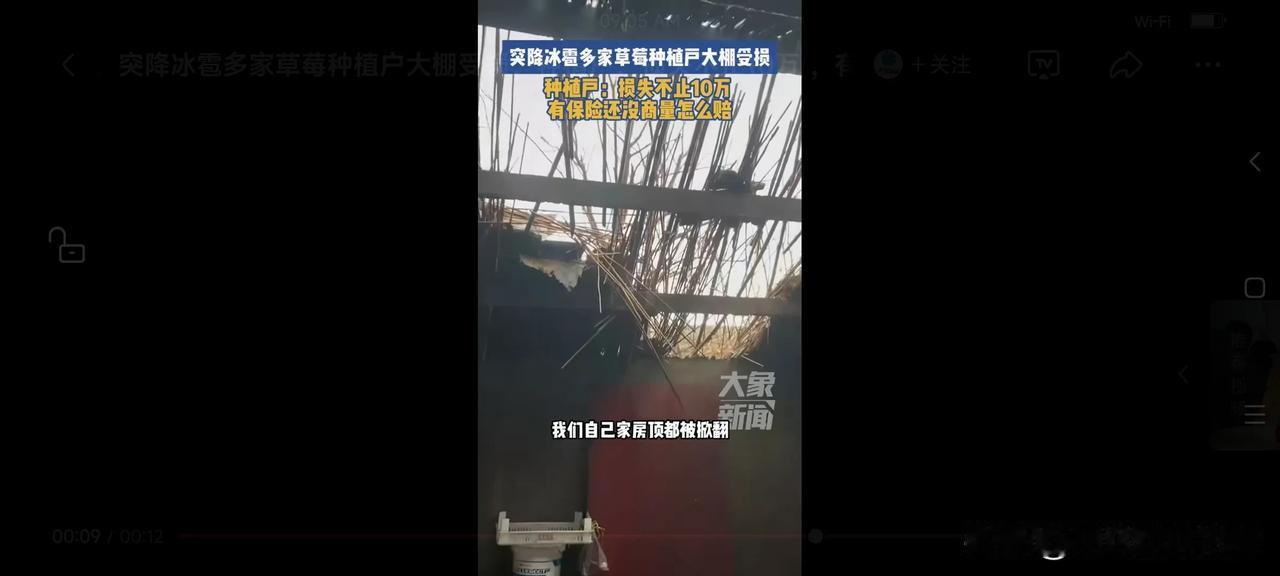#合肥突降冰雹致多家草莓种植户大棚受损#【合肥草莓种植户遭遇冰雹袭击，大棚受损，