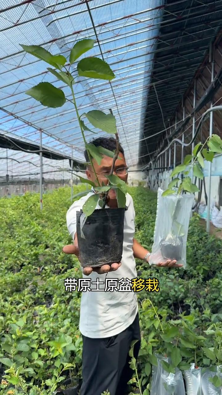 鲁樱桃4-8樱桃能不能超越齐早大樱桃？
未来有望超越齐早替代红灯的大樱桃品种，成