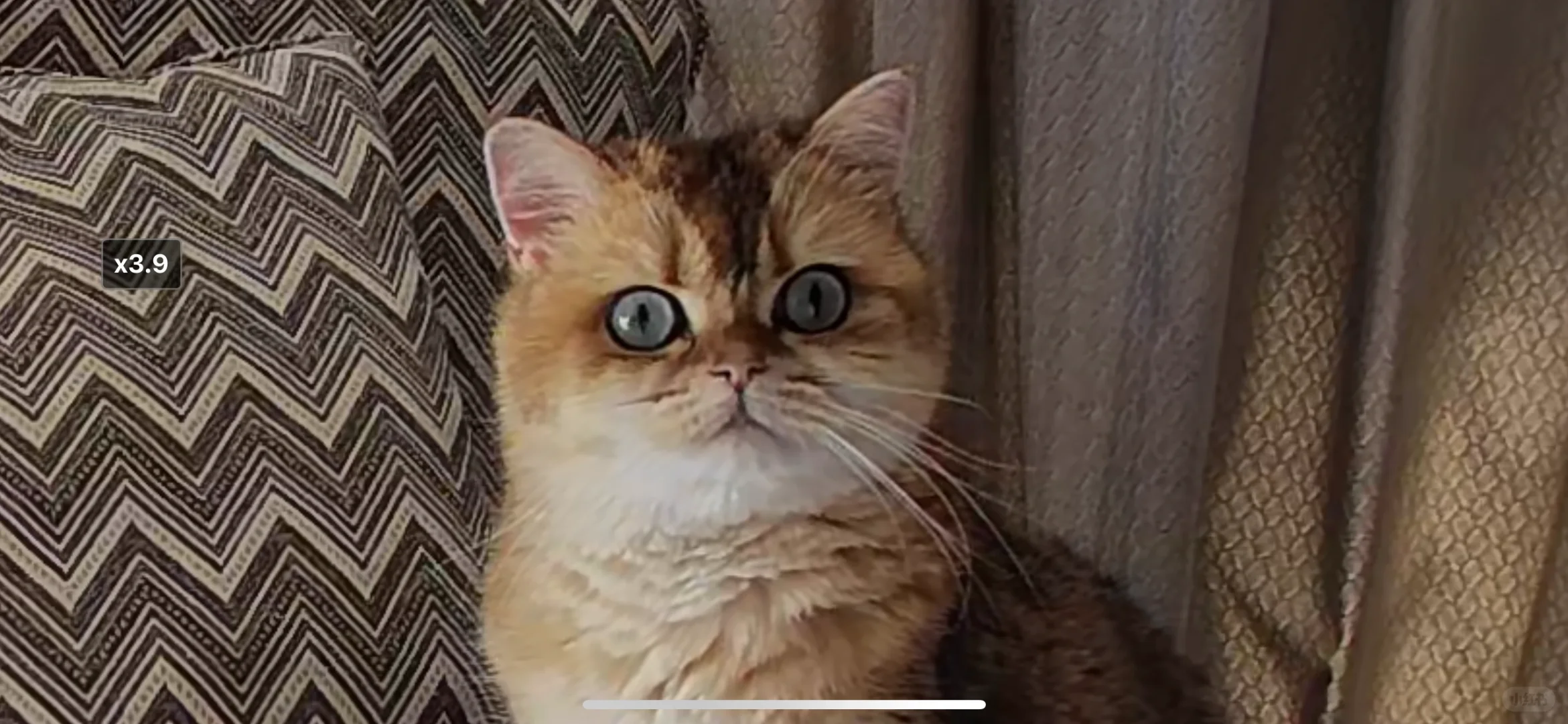 两只留守小猪
