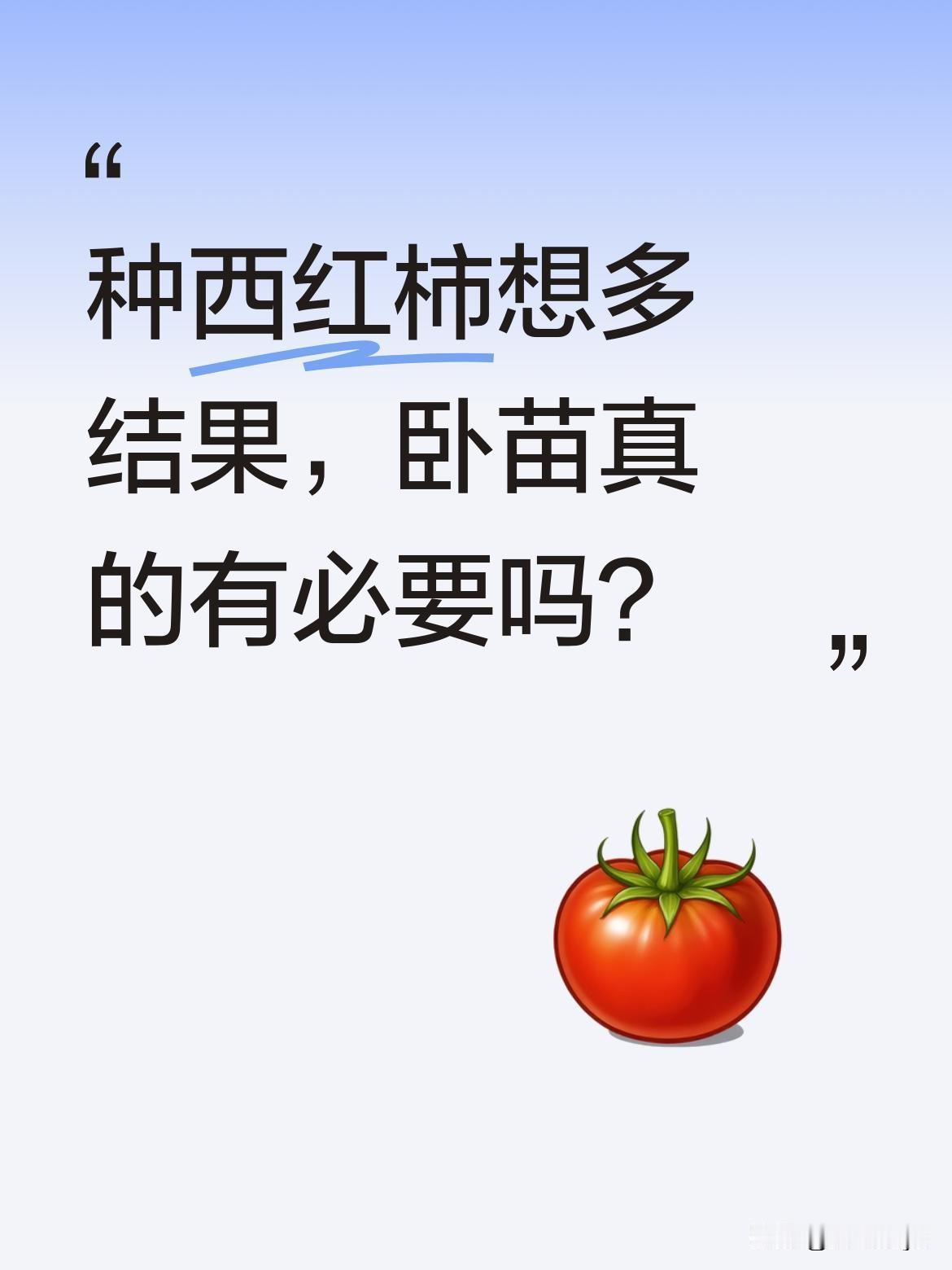 种西红柿想多结果，卧苗真的有必要吗？
很多人不知道，西红柿长到30厘米左右时，把
