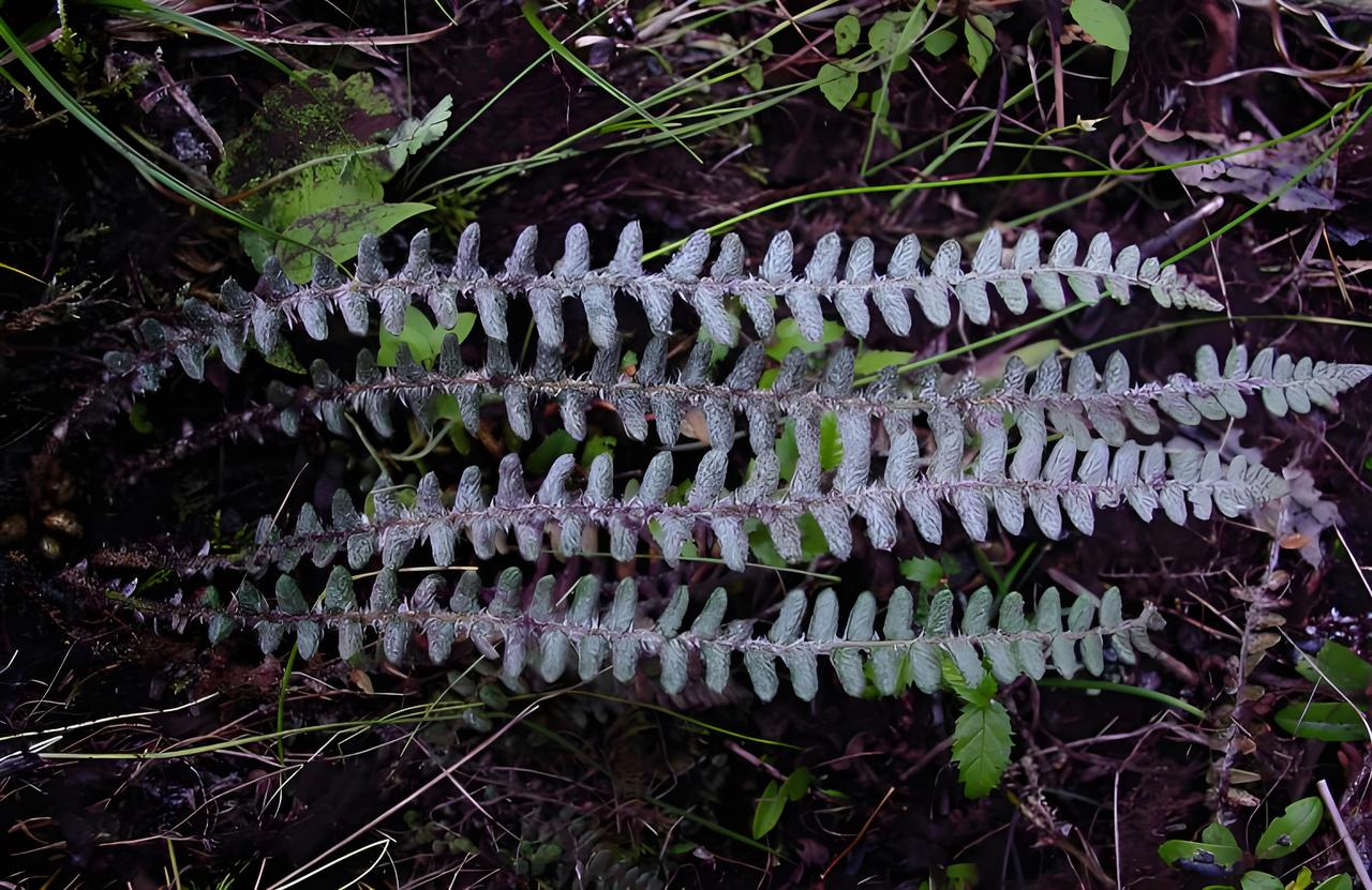 在野外看到这个，能摘回家吗？

答案：肯定是不能！

因为这是玉龙蕨，属于一级重