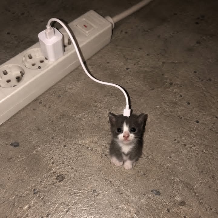 充电小猫₍˄·͈༝·͈˄₎ฅ˒˒ ​​​