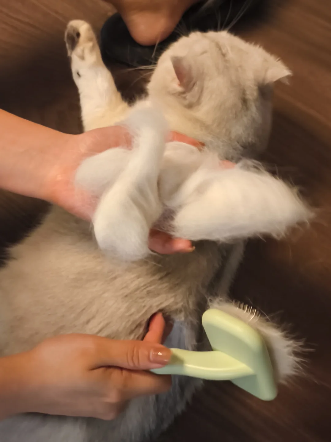 春天来了！蒲公英也来了！