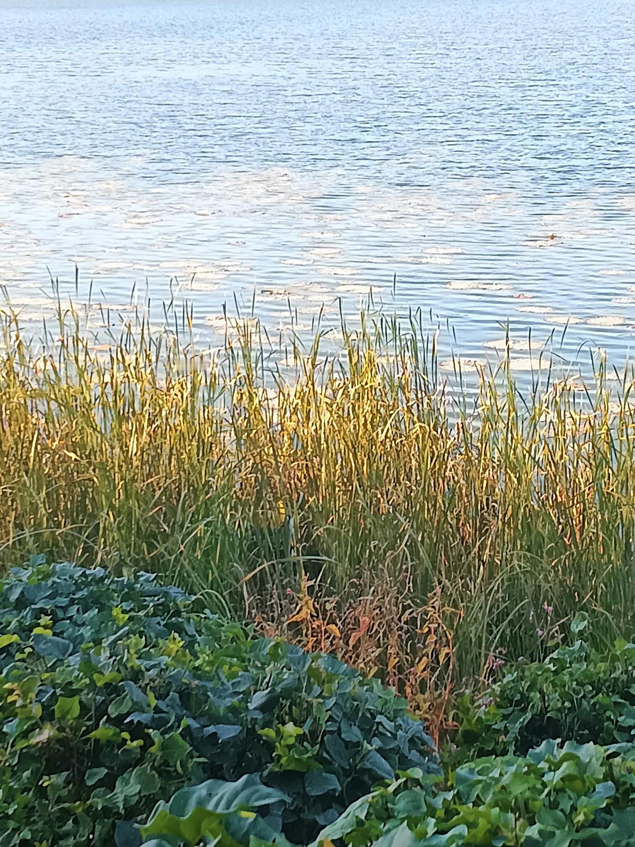 #荷塘小景随手拍# 
#随手拍秋季景色# 

湖畔风光
手机拍摄


#随心拍摄