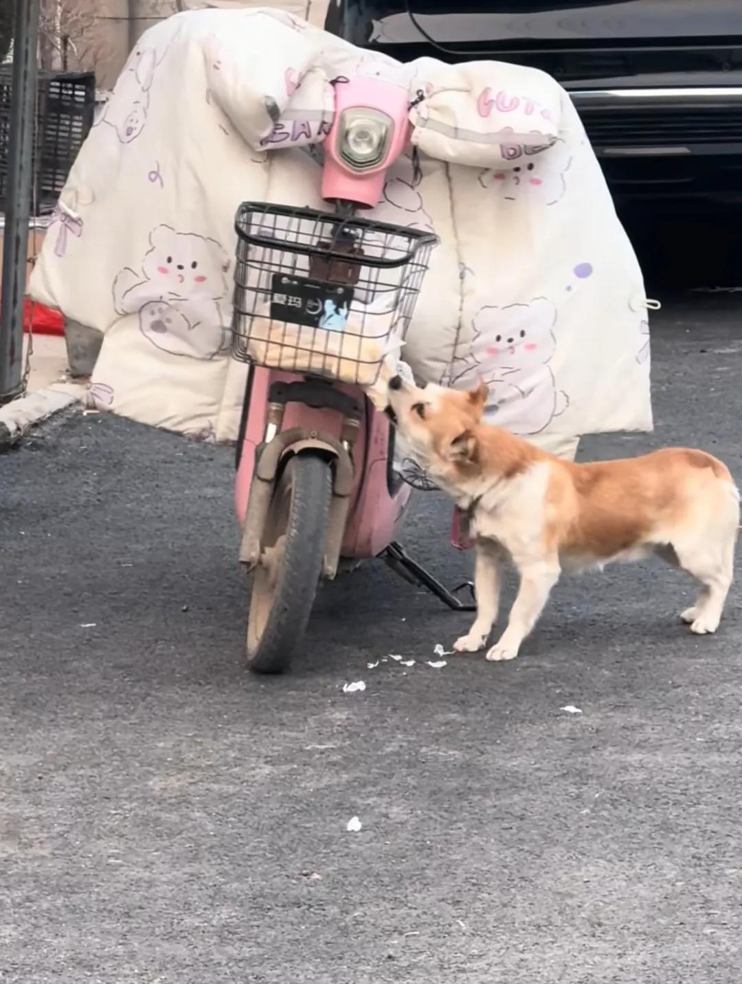 到底招谁惹谁了，买了一包饼，都喂了狗了，真是喂狗啊不加引号的喂狗啊！这个损失找谁